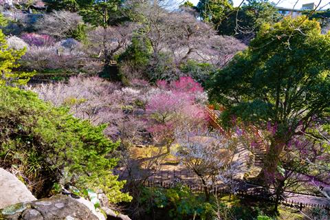 熱海梅園（2月頃撮影）